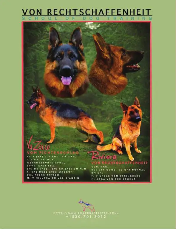 VA Zallo vom Fichtenschlag Puppies