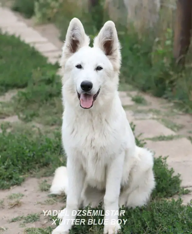 YADIEL DZSEMILSTAR -BLUE BOY X LITTER