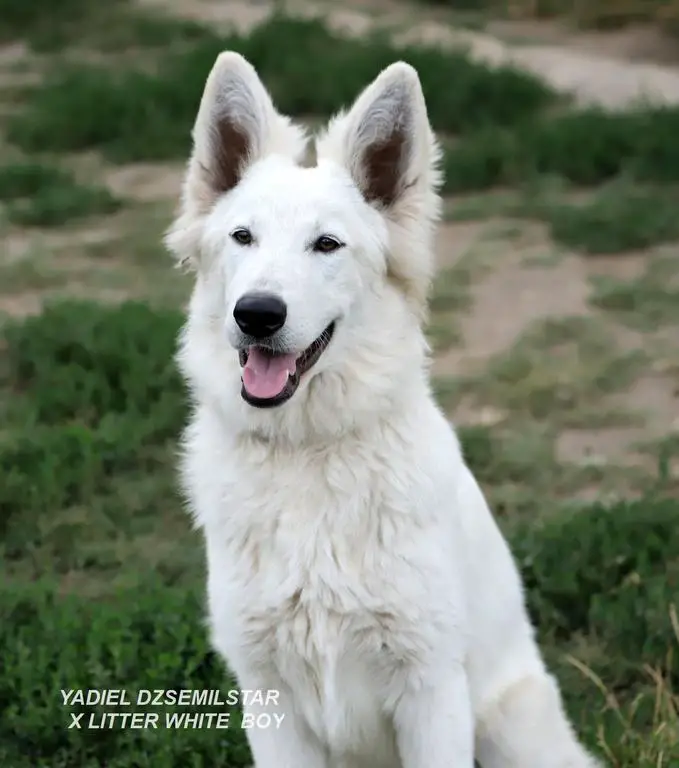 YADIEL DZSEMILSTAR white BOY X LITTER