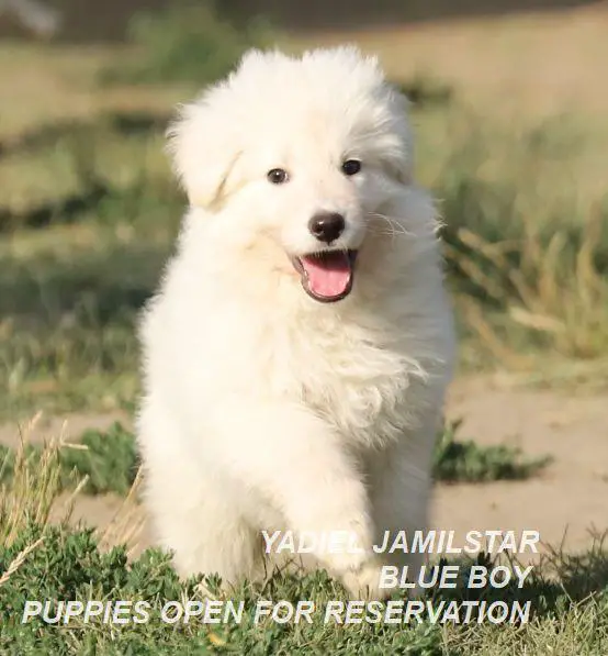 YADIEL JAMILSTAR - BLUE BOY Y LITTER