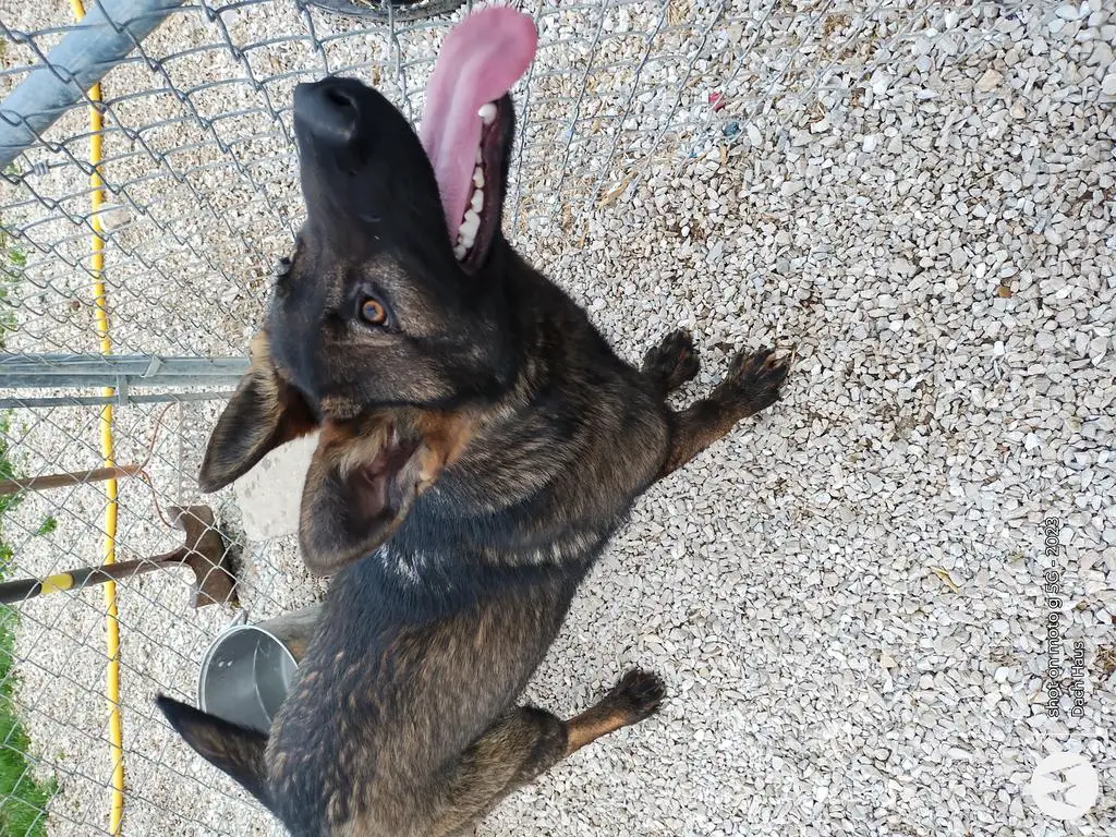 Wl female, 7 yrs. FREE