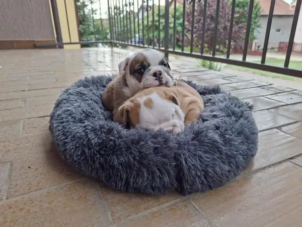 English Bulldog