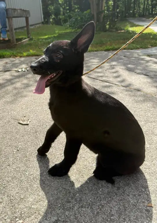 3-5 linebred Vito BLACK FEMALE