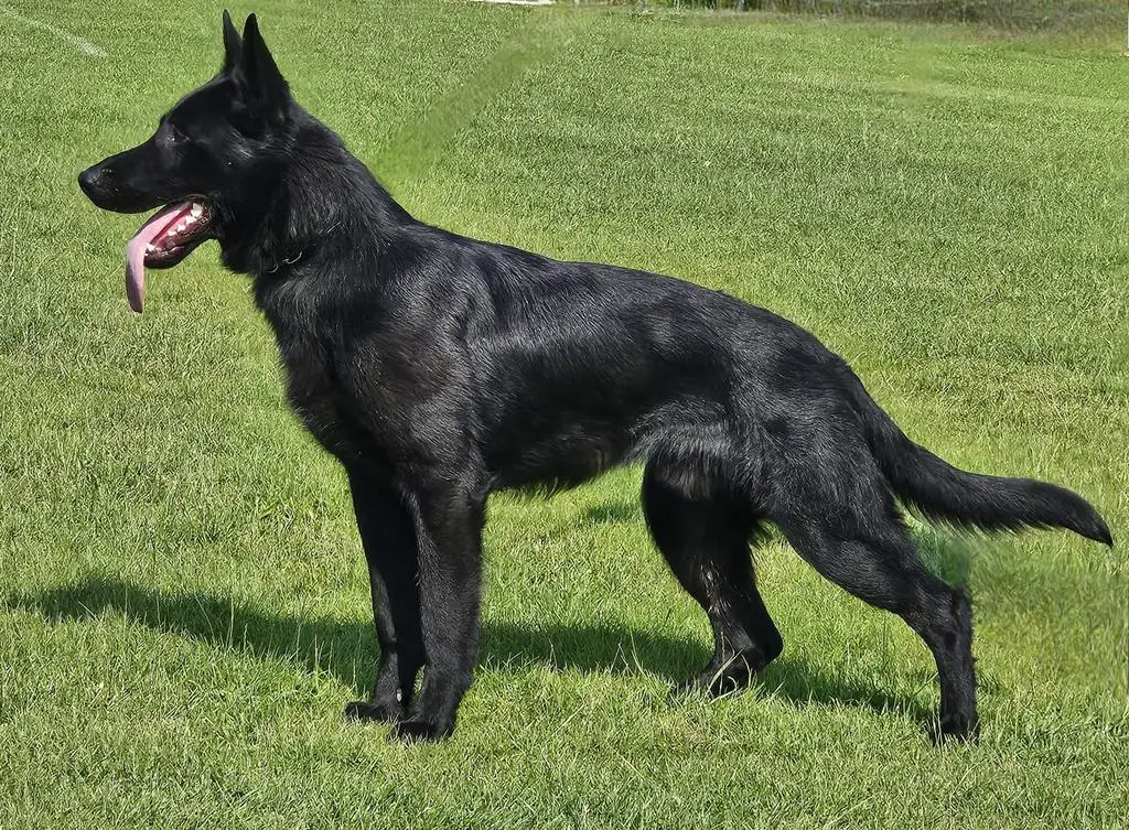 Fully trained GSD male available...