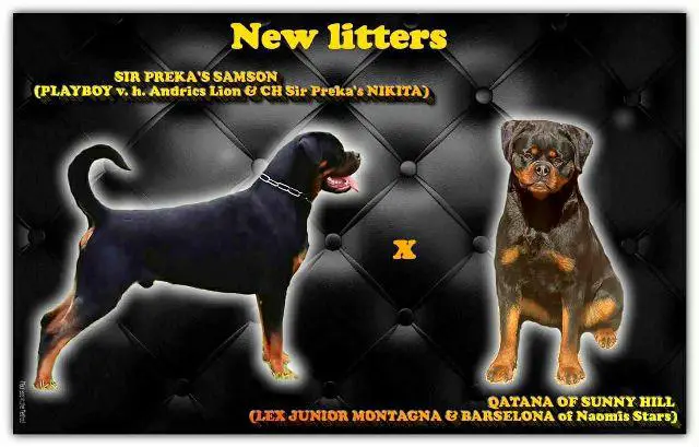 Rottweiler puppies
