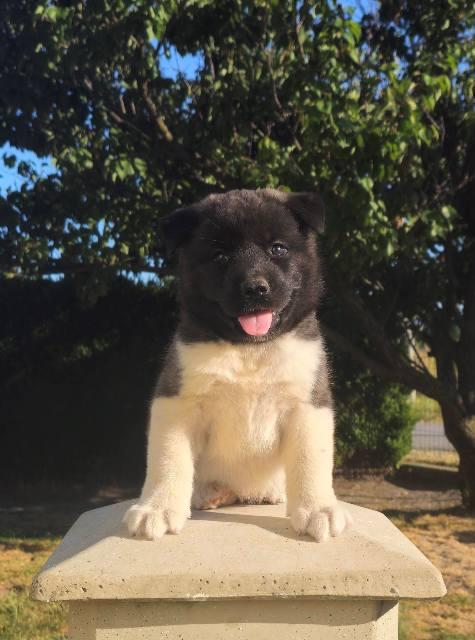 American Akita, exceptional puppies