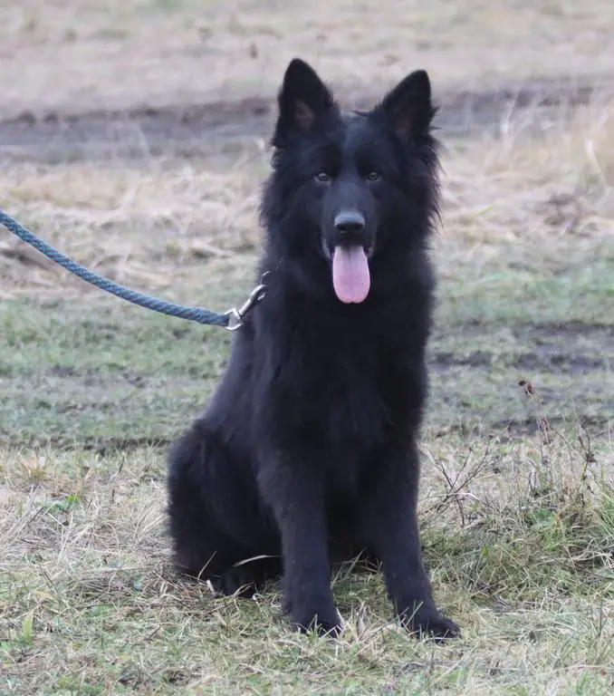 Black male - long hair - 1 year