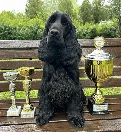 English cocker spaniel, male