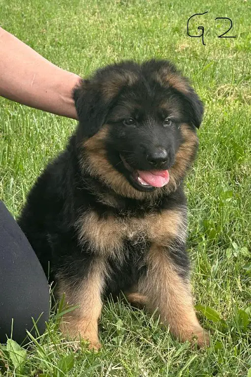 Beautiful Black and Red Showline male