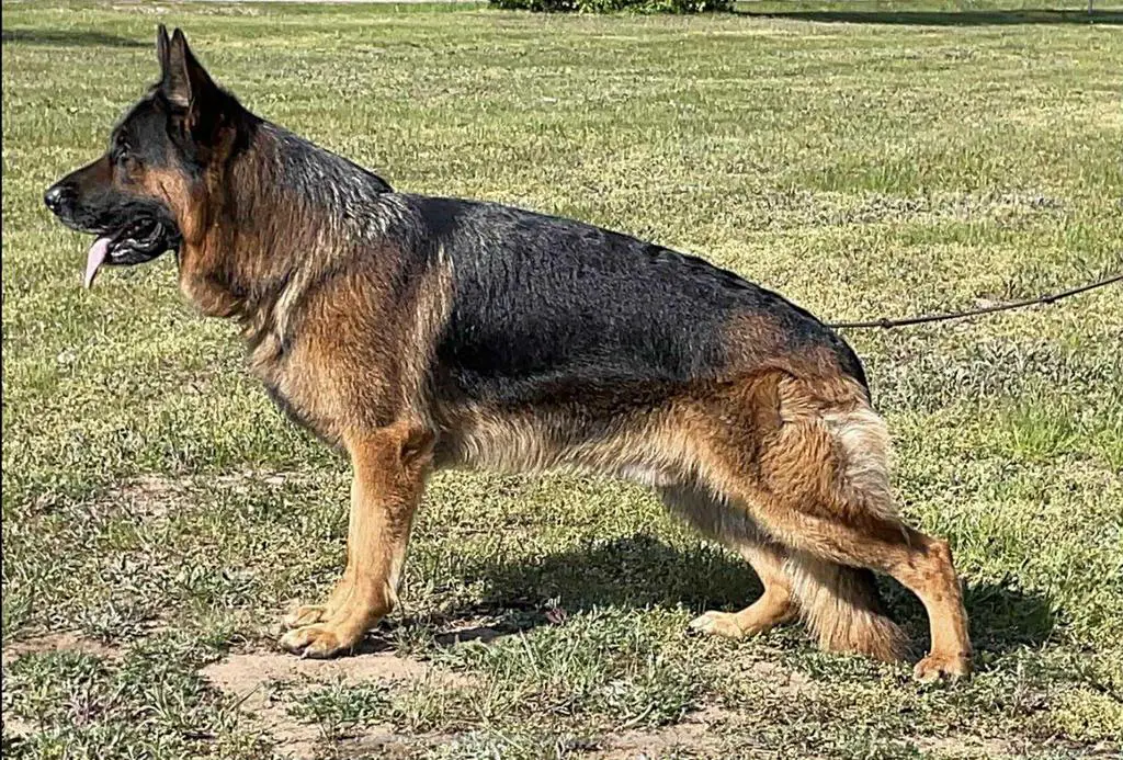 Male for sale! IGP1, Kkl1