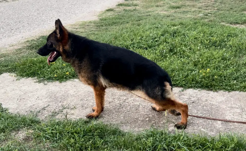 Young Female 12months