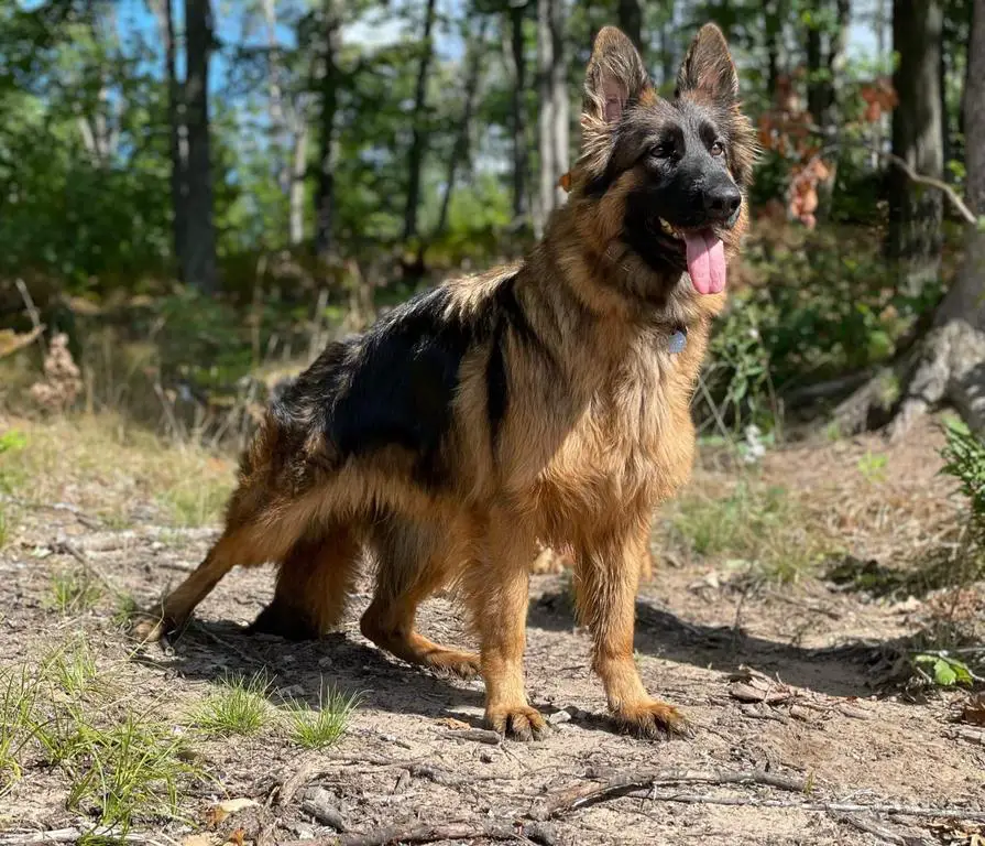 Sable long coat female