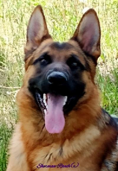 German Shepherd Male