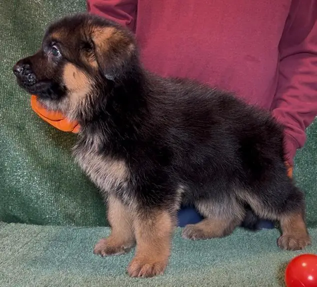 VA Zallo vom Fichtenschlag Puppy