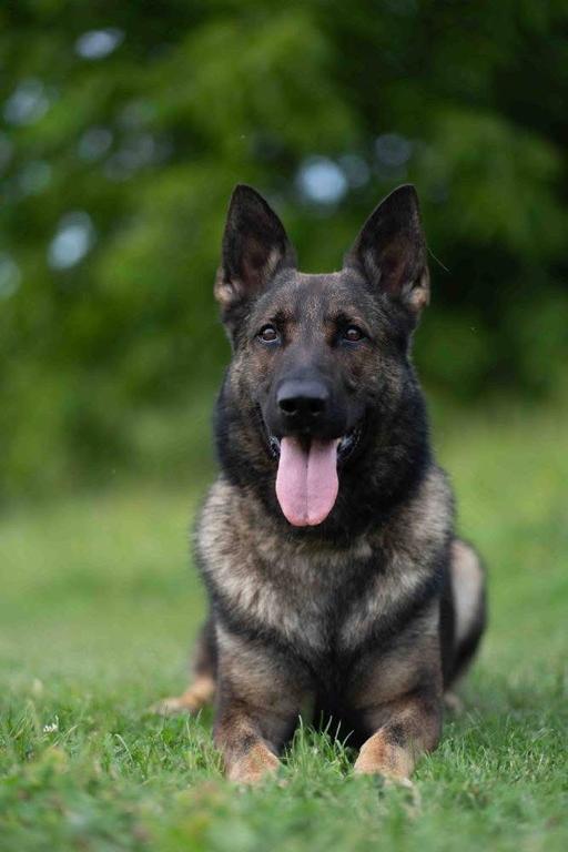 IGP 3 Male Available Beautiful Sable Super Lines
