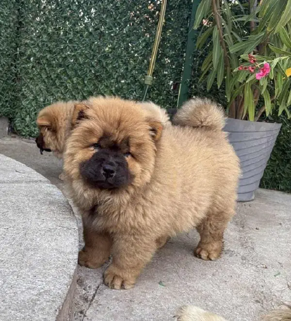 Chow-chow female