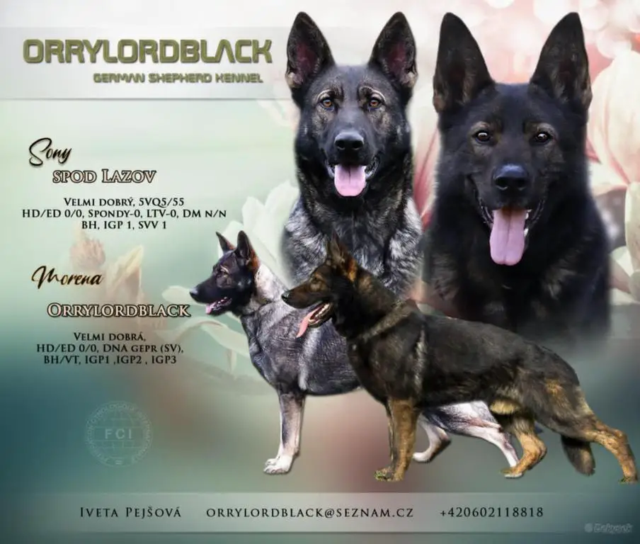 !!REZERVATION TOP PUPPY FCI!!!