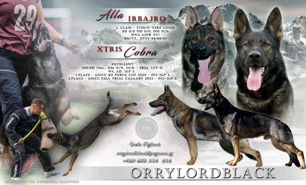 !!REZERVATION TOP PUPPY FCI!!!
