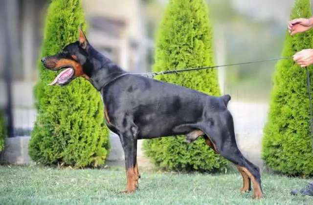 Dobermann litter
