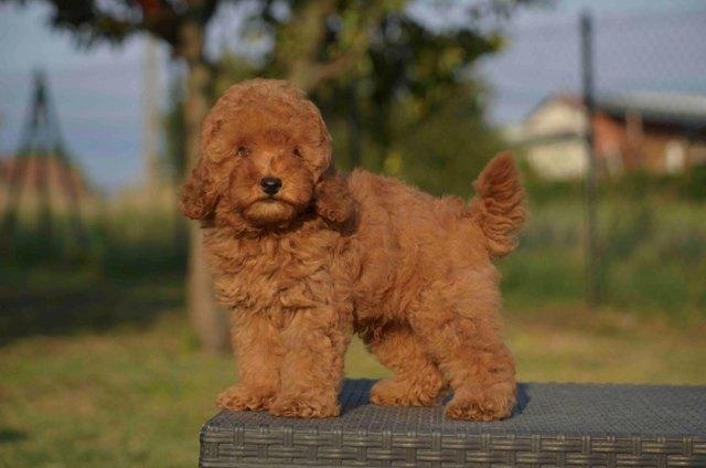Toy poodle