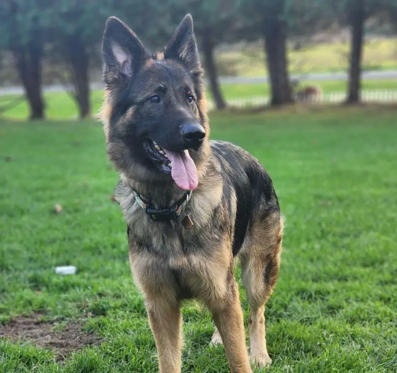 Sable Female long coat