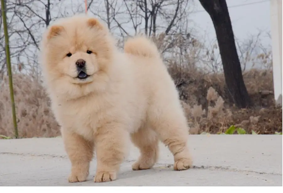 Imported red female Chow chow