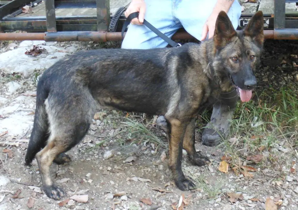 WORKING LINE SABLE FEMALE
