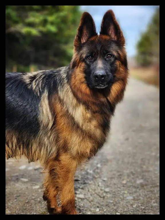 Serbia Import Long Coat Female