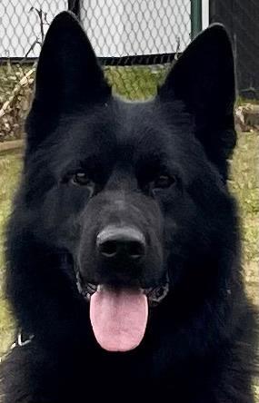 Stunning all black show line standard coat