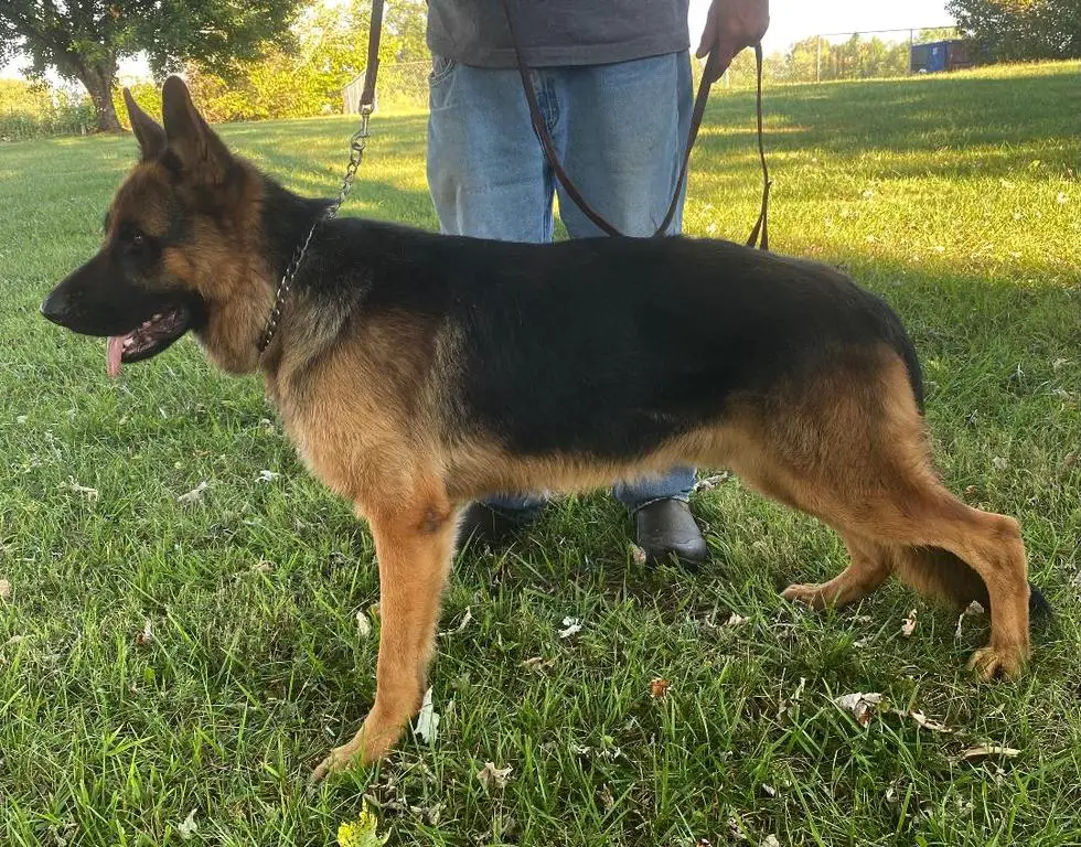 16 Month Old Show Line Male