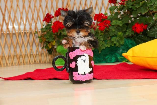 Yorkshire terriers (Yorkie) - puppies