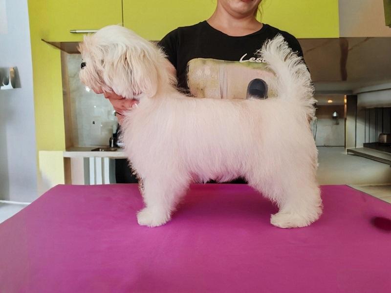 Maltese, excellent bloodlines