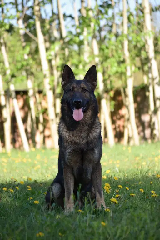 IGP 3 Male Available Super Pedigree