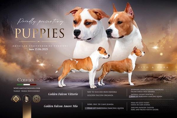 American staffordshire terriers