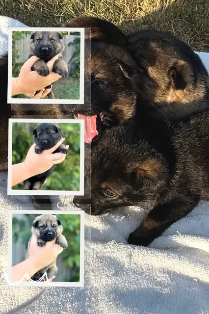 Working pups out of titled parents