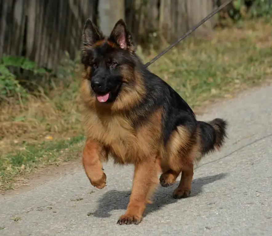 Long haired female bred to titled male