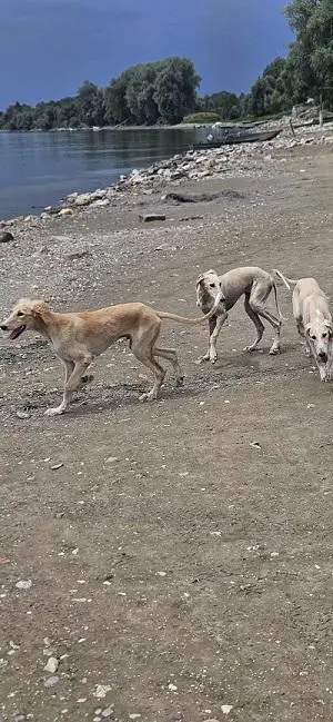 Persian Greyhound SALUKI puppies