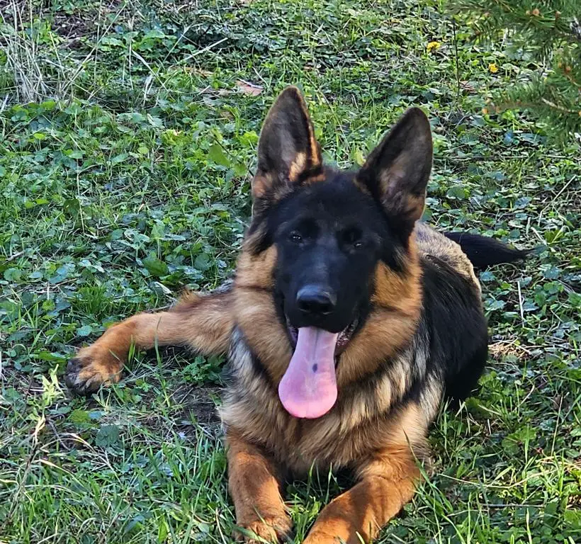 Male 5 months
