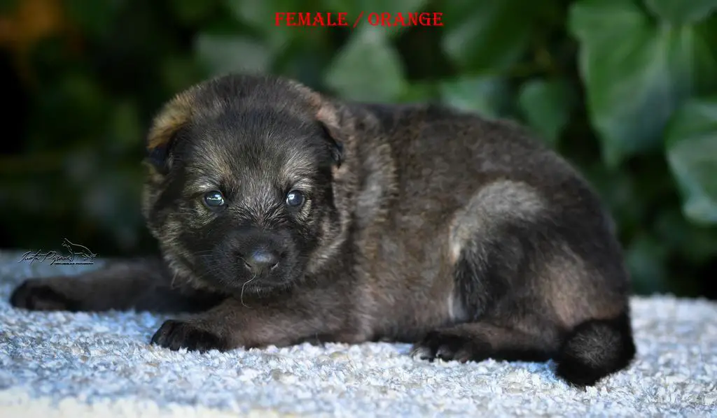 !!REZERVATION TOP PUPPY FCI!!!