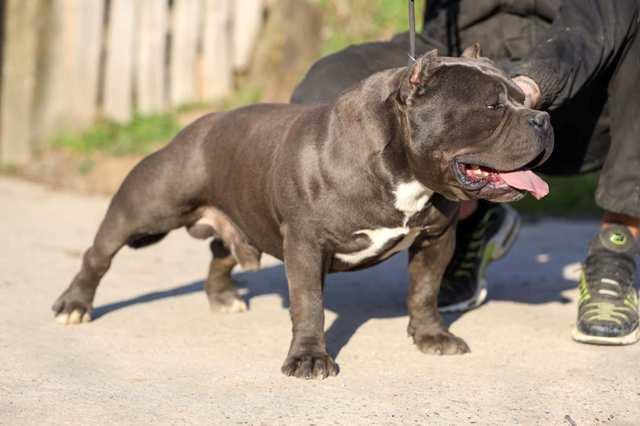 American Bully Pocket Puppies