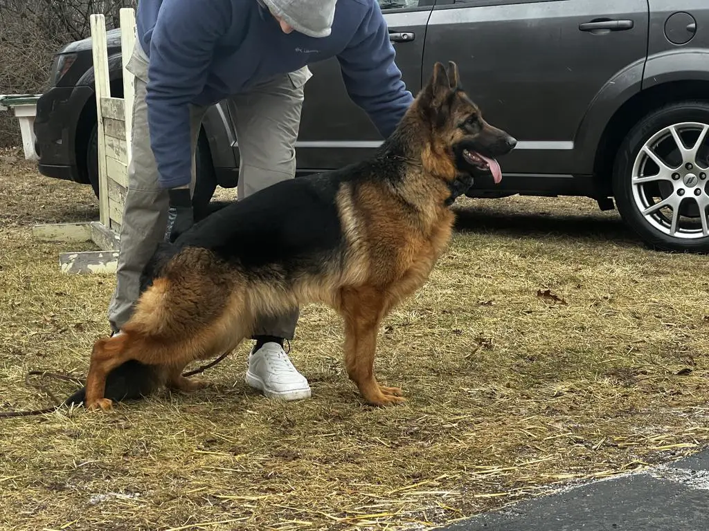 Excellent Female for Sale (Ronaldo Daughter)