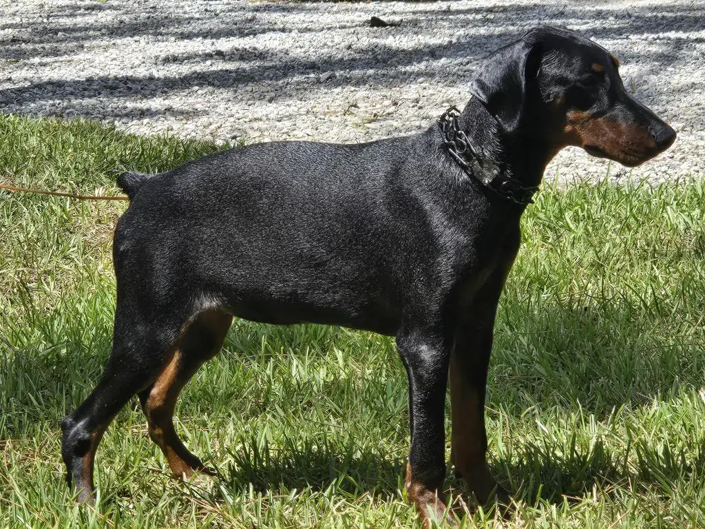 EUROPEAN DOBERMAN PUPPY 5 MONTH