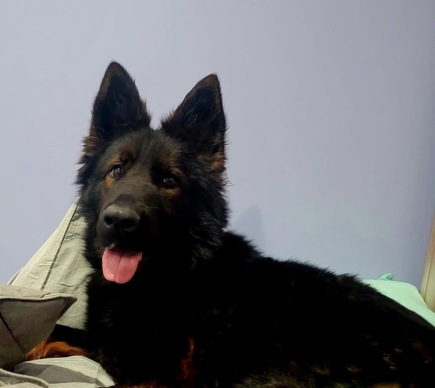 Black sable female