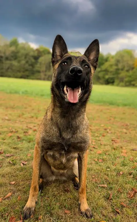 Female BRN Malinois FS/FT