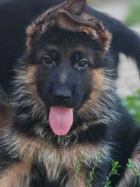 German shepherd puppies