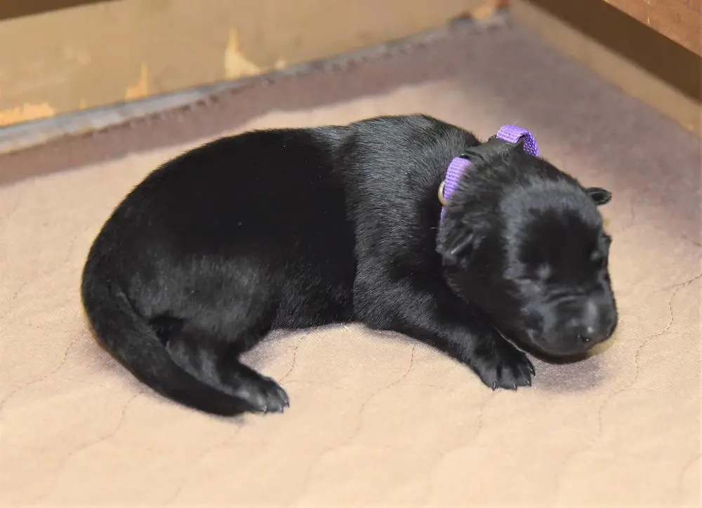 Purple Female Belgian Malinois Puppy