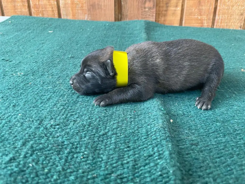 AKC Female Belgian Malinois Puppy Yellow Girl