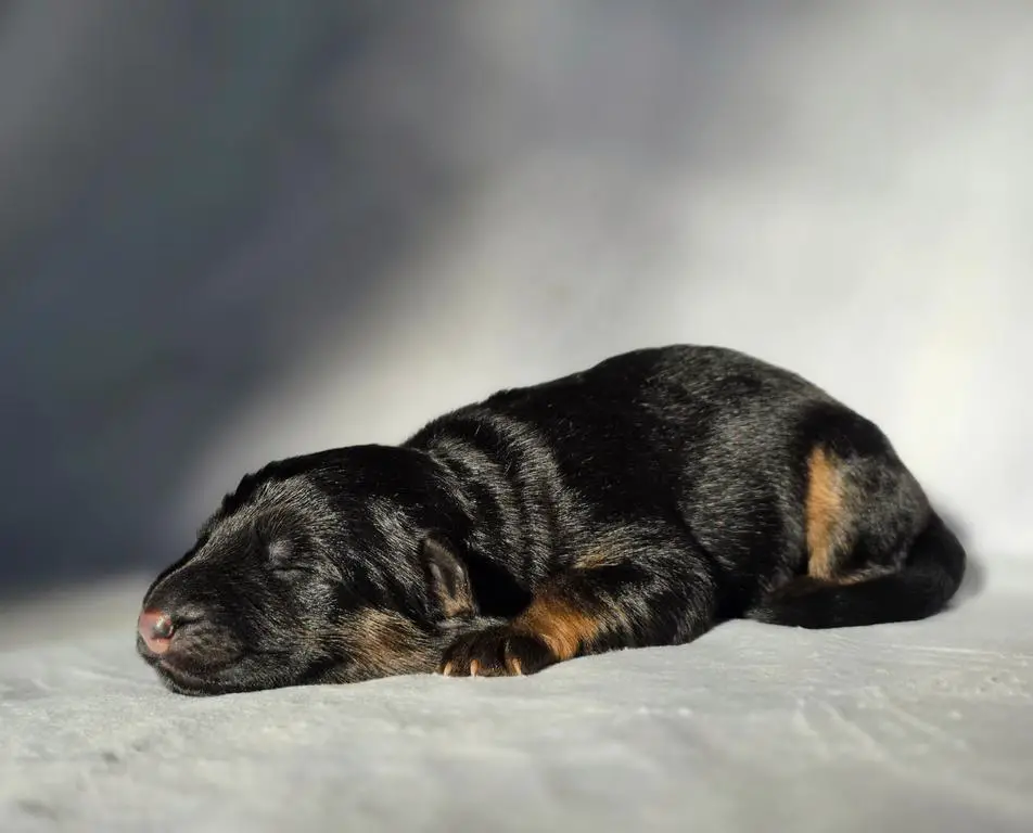 VA princ house of Ilinen puppies