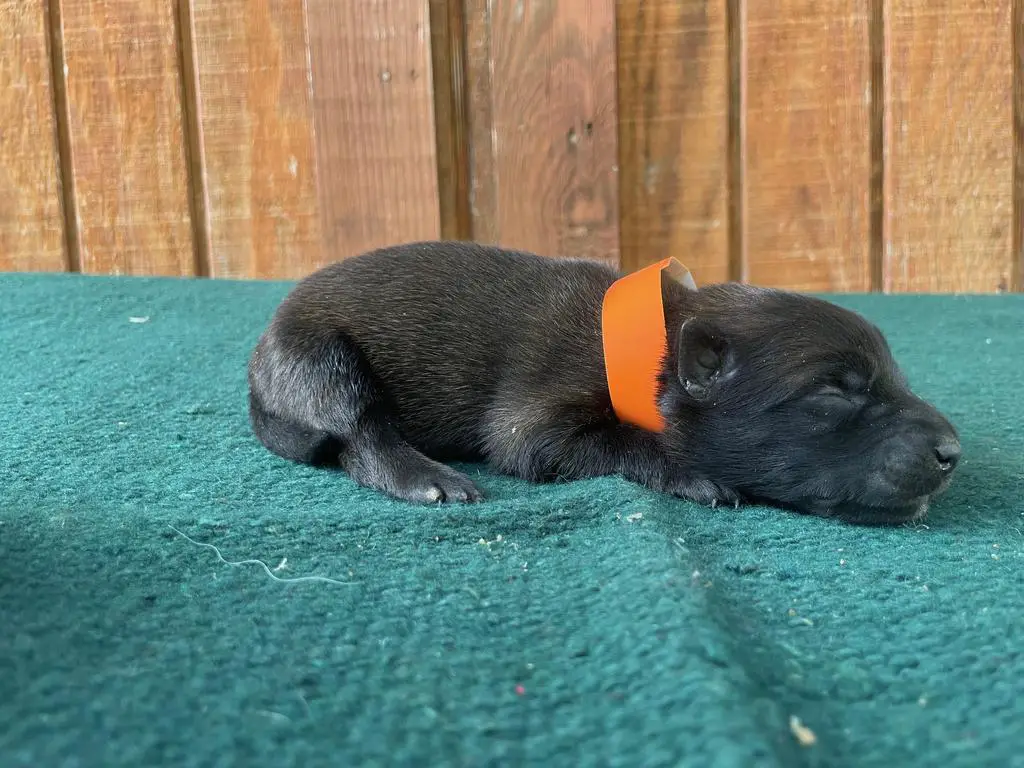 AKC Female Belgian Malinois Puppy Orange Girl
