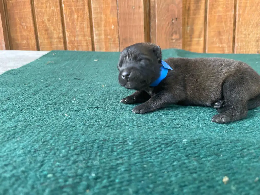 AKC Female Belgian Malinois Puppy Blue Girl